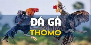 Ảnh đại diện đá gà thomo