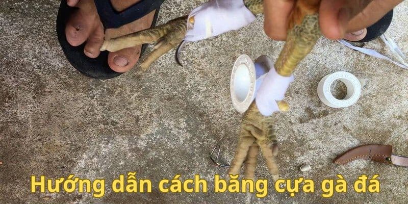 Hướng dẫn cách băng cựa gà