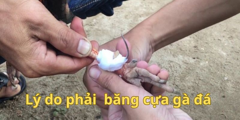 Lý do phải băng cựa gà