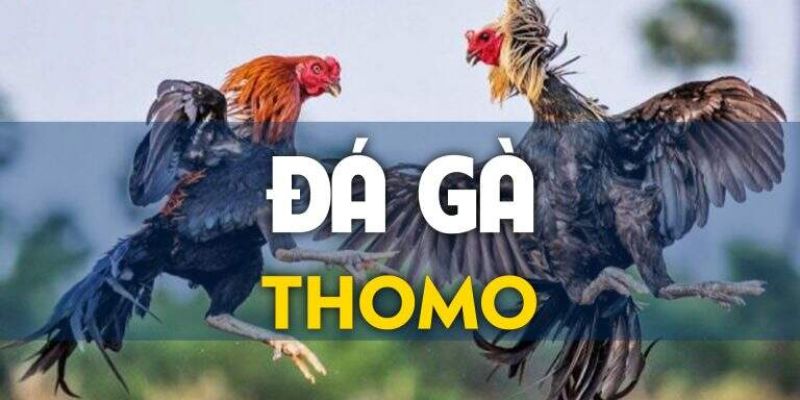 Ảnh đại diện đá gà thomo