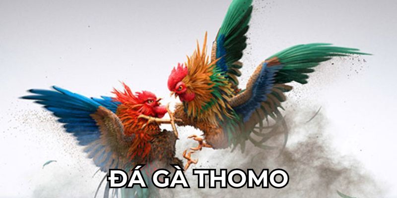 Định nghĩa đá gà thomo