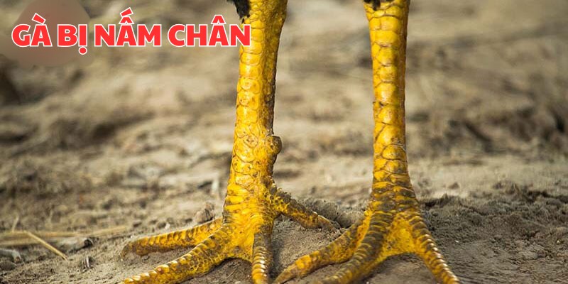 Thông tin sơ bộ về việc gà bị nấm chân