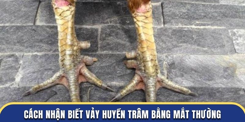 Cách nhận biết vảy huyền trâm bằng mắt thường