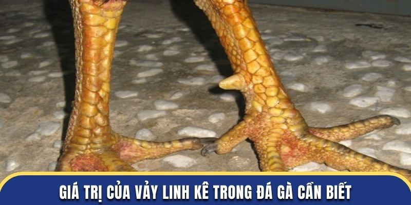 Giá trị của vảy linh kê trong đá gà cần biết