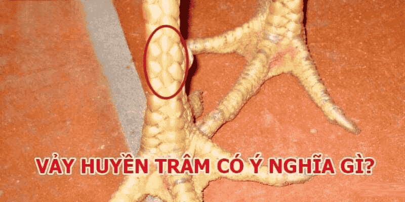 Gà sở hữu vảy huyền trâm có ý nghĩa gì 